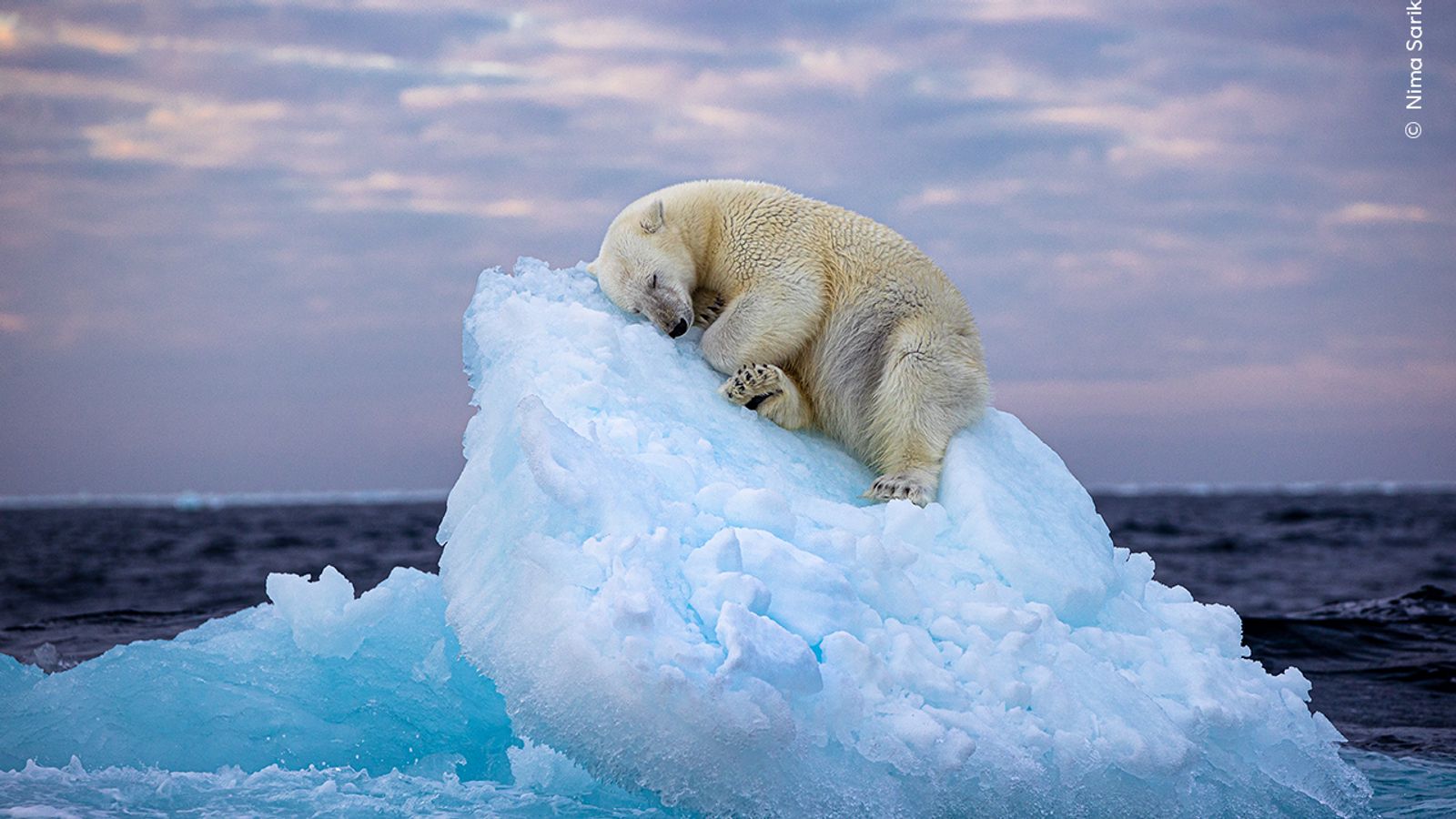 Årets dyrelivsfotograf: Britisk amatørfotografs bilde av sovende isbjørn vinner topp dyrelivspris |  Ents & Arts News