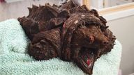 The turtles have been known to sever human fingers Pic: Wild Side Vets