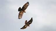 A pair of Buzzards fly over Romney Marsh near Ashford in Kent. Once suffering from severe persecution and pesticide poisoning, Buzzards have made comeback to most of the UK in recent years. Picture date: Friday November 10, 2023. Pic: PA