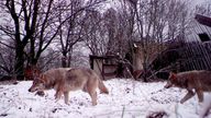 Wolves walk in the 30 km (19 miles) exclusion zone around the Chernobyl nuclear reactor in the abandoned village of Orevichi, Belarus
Pic: Reuters