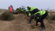 Volunteers dig trenches to bury Christmas trees on a beach near Blackpool.