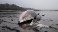 The fin whale washed up on Culross beach. Pic: Fife Coast and Countryside Trust