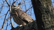 FILE - A Eurasian eagle-owl named Flaco sits in a tree in New York&#39;s Central Park, Feb. 6, 2023. Flaco, the Eurasian eagle-owl who escaped from New York City...s Central Park Zoo and became one of the city...s most beloved celebrities as he flew around Manhattan, has died, zoo officials announced Friday, Feb. 23, 2024. (AP Photo/Seth Wenig, File)