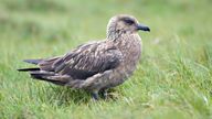 Great skua ©Lorne Gill/NatureScot