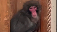 Honshu the monkey back in park
