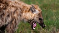 A spotted hyena, Crocuta crocuta, yawning. Masai Mara National Reserve, Kenya. (Sergio Pitamitz / VWPics via AP Images)