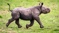 Newborn Black Rhino calf exploring his outdoor reserve at the Yorkshire Wildlife Park in Branton, South Yorkshire, where they are celebrating the first birth in the Park&#39;s history of a critically endangered Black Rhino calf, one of the rarest mammals on earth. Picture date: Tuesday February 6, 2024. PA Photo. See PA story ANIMALS BlackRhino. Photo credit should read: Danny Lawson/PA Wire