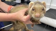 William Scott, 61, found himself in the dock following an investigation by the Scottish SPCA. Pic: Scottish SPCA