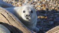 EMBAROED TO 0001 MONDAY FEBRUARY 12 Undated handout photo issued by the National Trust of a grey seal pup at Orford Ness, Suffolk. More than 130 grey seal pups have been born at Orford Ness, a remote shingle spit, this breeding season. Issue date: Monday February 12, 2024.