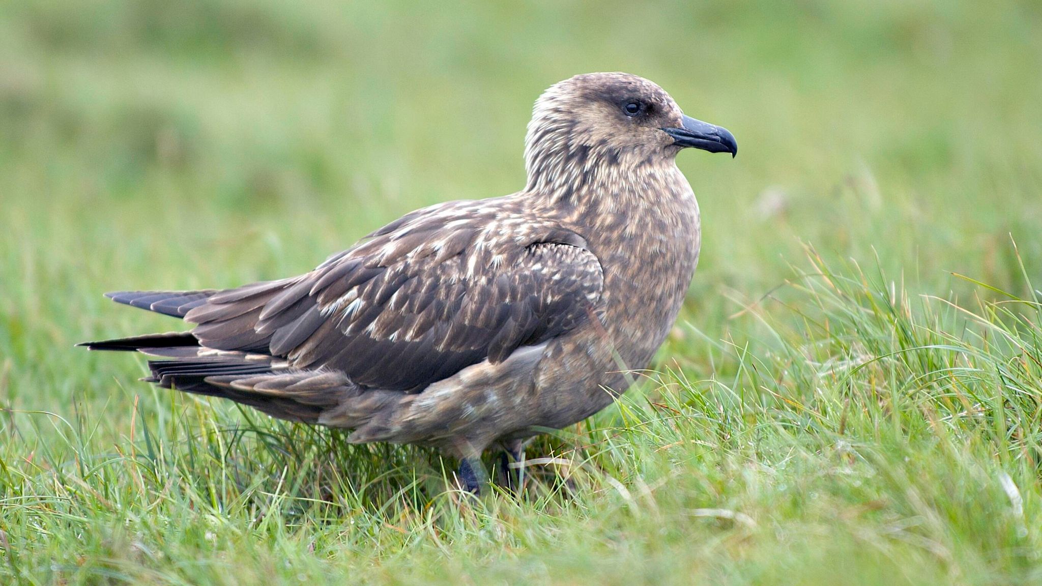 Seabird recovery 'painfully slow' after threatened species hit by ...