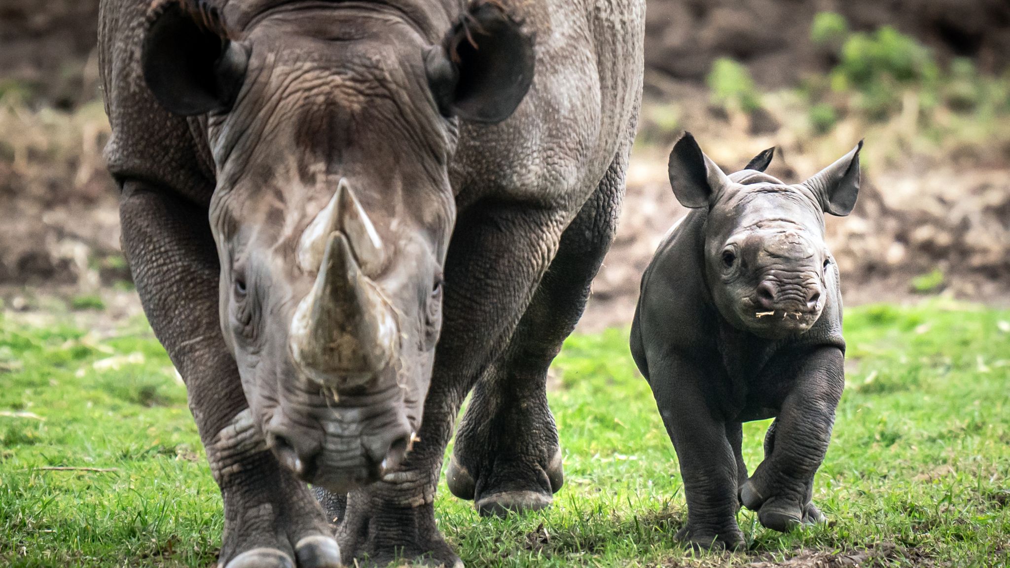 Critically endangered black rhino baby born in UK wildlife park | UK ...