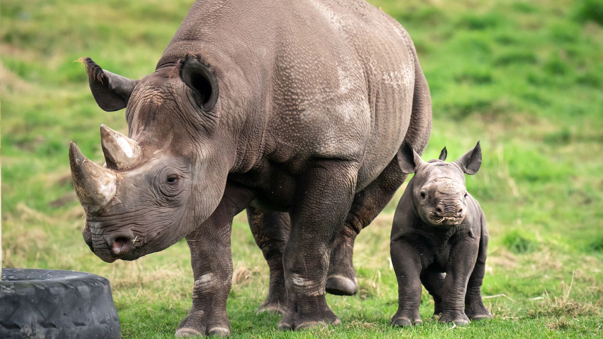 Critically endangered black rhino baby born in UK wildlife park | UK ...