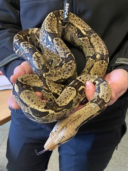 East Kilbride man banned from keeping ferrets and snakes after pets ...