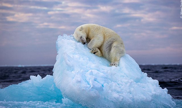 Wildlife Photographer Of The Year: Sleepy polar bear image captured by