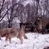 Chernobyl’s mutant wolves appear to have developed resistance to cancer, study finds