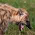 Man dies and two injured in hyena attack near university