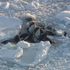 Trapped orcas gasping for air escape tiny ice hole