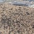 Starfish wash up on beach in Kent as council warns residents 'to keep dogs and children away from them'