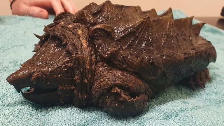 Alligator snapping turtles are usually found in Florida swamps Pic: Wild Side Vets