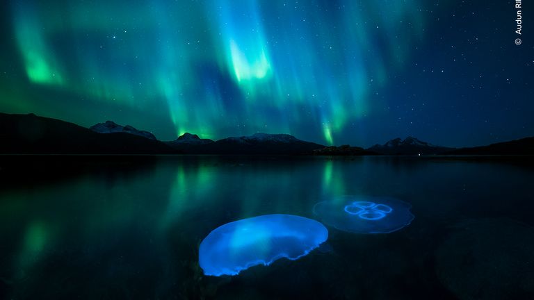 Aurora Jellies. Pic: Audun Rikardsen/ Wildlife Photographer Of The Year