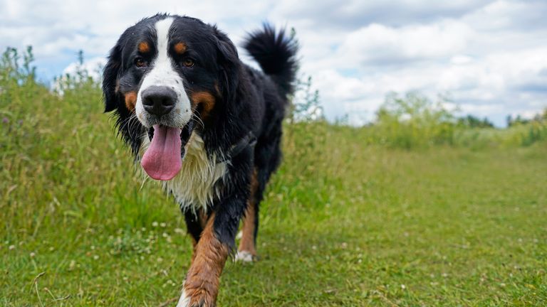 Bernese Mountain dogs have enjoyed a surge in number. Pic: iStock