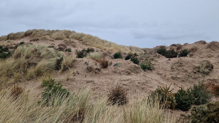 The sand dunes on St Annes&#39; north beach are made up of tens of thousands of Christmas trees.