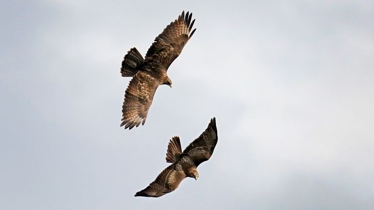 Prosecution rate for wildlife and bird of prey crimes less than 4% ...