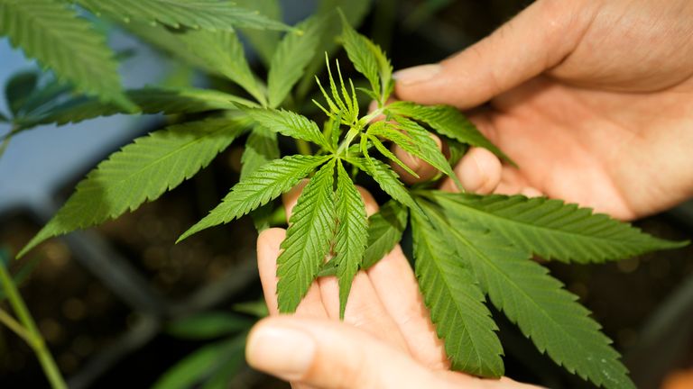 FILE - An employee shows a growing cannabis or hemp plant in a box at the Cannabis Museum in Berlin, Germany, Tuesday, Aug. 15, 2023. German lawmakers are expected to vote Friday, Feb. 23, 2024, on a government plan to liberalize rules on cannabis, which would decriminalize limited amounts of the substance and allow members of ...cannabis clubs... to buy it for recreational purposes.(AP Photo/Markus Schreiber, File)