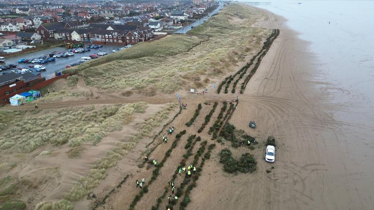 These sand dunes didn't exist before the Christmas tree project began a decade ago.