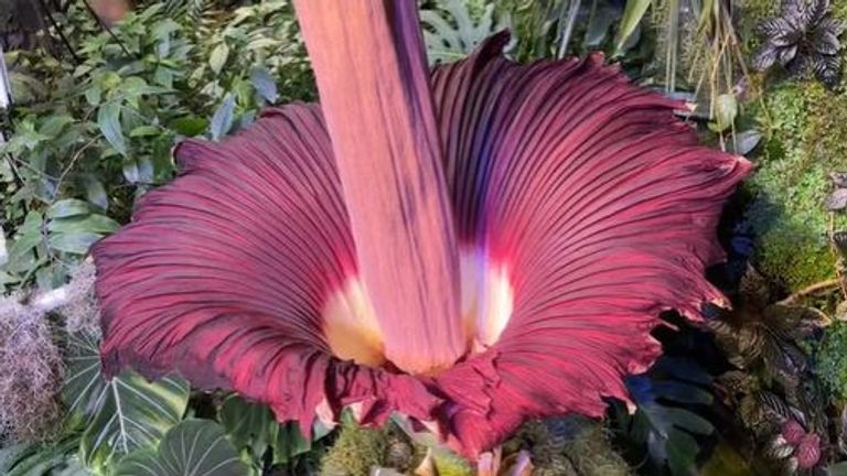 Corpse flower blooms in California