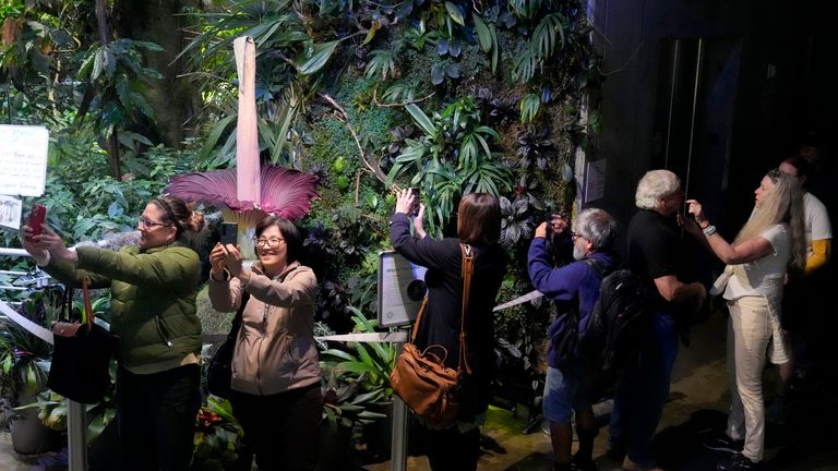 Visitors line up to see corpse flower in bloom. Pic: AP/Jeff Chiu