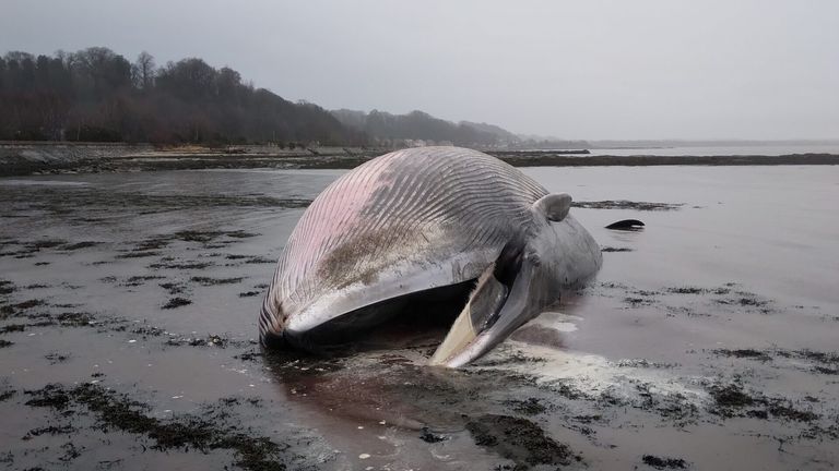 The fin whale washed up on the Culross coast last month. Pic: Fife Coast and Countryside Trust