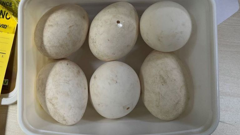Some of the birds eggs found in the possession of Daniel Lingham
Pic: PA