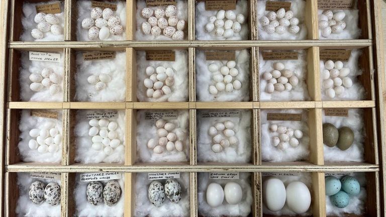 Some of the birds eggs found in the possession of Daniel Lingham
Pic: PA