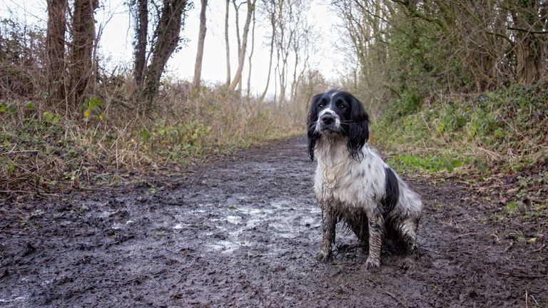 Dog owners are advised to wash off mud after walks as it could be linked to Alabama rot. Pic: iStock