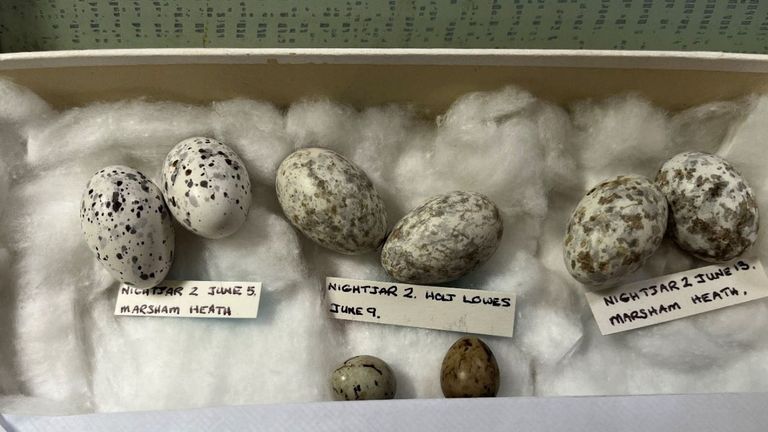 Some of the birds eggs found in the possession of Daniel Lingham. Pic: PA