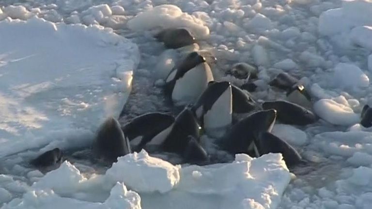 Concerns are growing over a pod of orcas trapped in drift ice off the coast of northeast Japan.