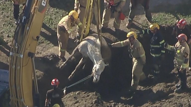 Los Angeles: Firefighters rescue 1,200-pound horse from sinkhole | US ...