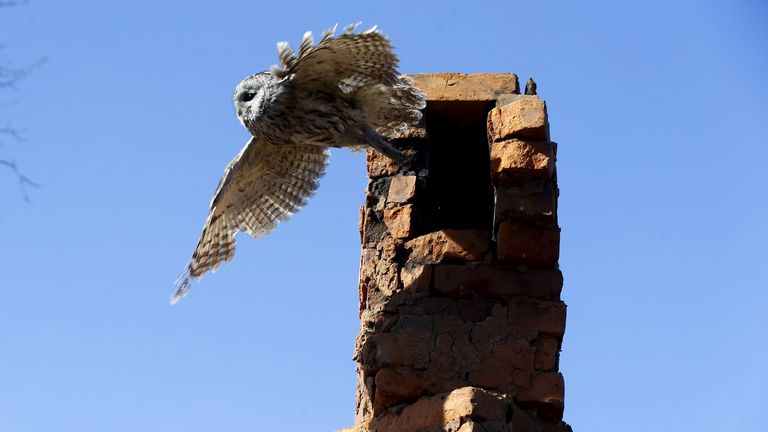 A tawny owl leaves a chimney in the 30 km (19 miles) exclusion zone around the Chernobyl nuclear reactor in the abandoned village of Kazhushki, Belarus,