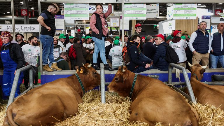 People stand next to cows as farmers protest inside the Porte de Versailles exhibition centre, on the day of French President Emmanuel Macron&#39;s visit to the International Agriculture Fair (Salon International de l&#39;Agriculture) during its inauguration, in Paris, France, February 24, 2024. REUTERS/Stephanie Lecocq