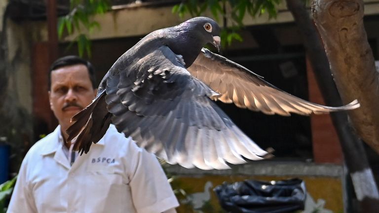 A pigeon, previously suspected to be a Chinese spy, is released at a vet hospital in Mumbai, India, 30 January, 2024. Pic: Anshuman Poyrekar/Hindustan Times via AP