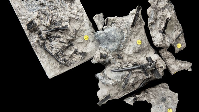 The new species was discovered as a fossil in the Isle of Skye