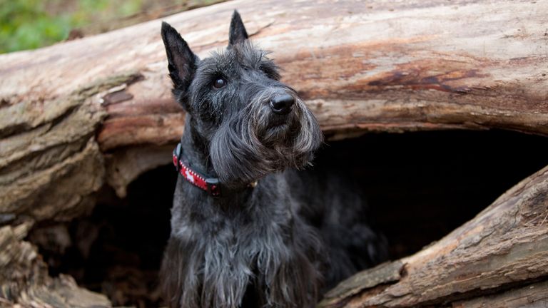 Scottish terrier. Pic: iStock