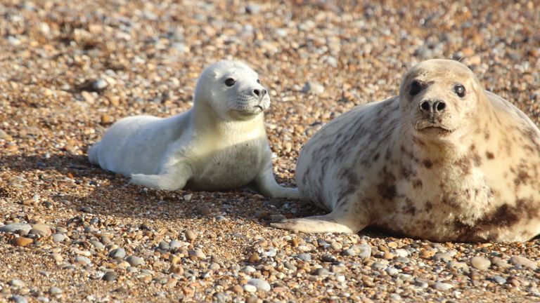 EMBAROED TO 0001 MONDAY FEBRUARY 12 Undated handout photo issued by the National Trust of a grey seal pup at Orford Ness, Suffolk. More than 130 grey seal pups have been born at Orford Ness, a remote shingle spit, this breeding season. Issue date: Monday February 12, 2024.