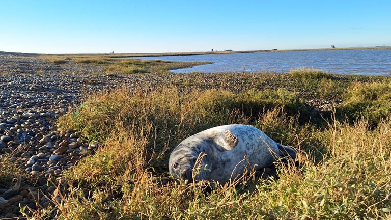 EMBAROED TO 0001 MONDAY FEBRUARY 12 Undated handout photo issued by the National Trust of a grey seal pup at Orford Ness, Suffolk. More than 130 grey seal pups have been born at Orford Ness, a remote shingle spit, this breeding season. Issue date: Monday February 12, 2024.