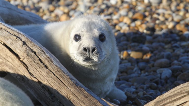 Around 130 seal pups have been born in this year's breeding season. Pic: National Trust