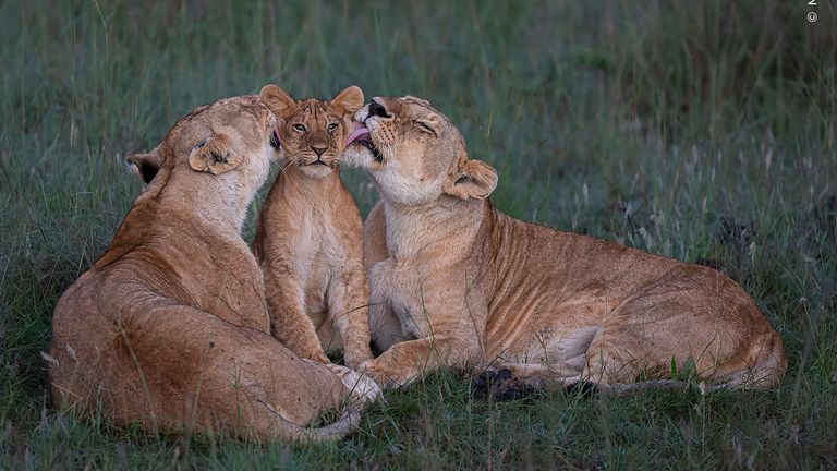 Shared Parenting. Pic: Mark Boyd/ Wildlife Photographer Of The Year