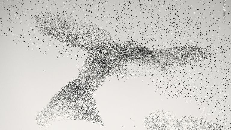 Starling Murmuration. Pic: Daniel Dencescu/ Wildlife Photographer Of The Year