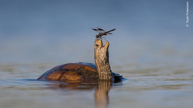The Happy Turtle. Pic: Tzahi Finkelstein