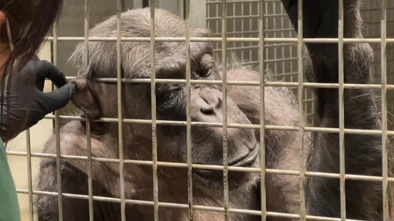 Chimpanzee transfer kick-starts breeding programme at Twycross Zoo